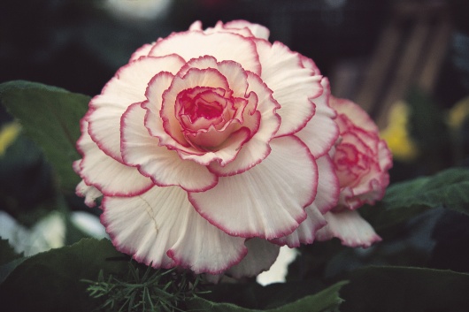B. ‘Mardi Gras’